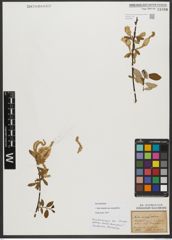 Foto von Salix triandra subsp. amygdalina (L.) Schübl. & G. Martens
